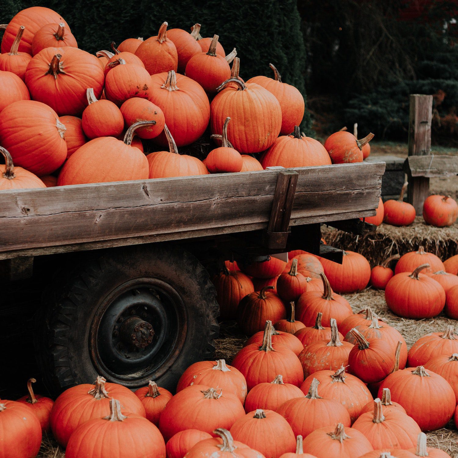 how to dispose of pumpkins after halloween uk